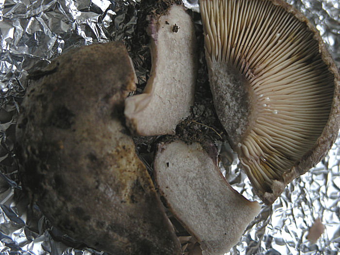 Sotto cisto: Lactarius cistophilus e Lactarius tesquorum